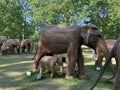 A herd of 100 elephant sculptures have taken up space in LondonÃ¢â¬â¢s Royal Parks Royalty Free Stock Photo